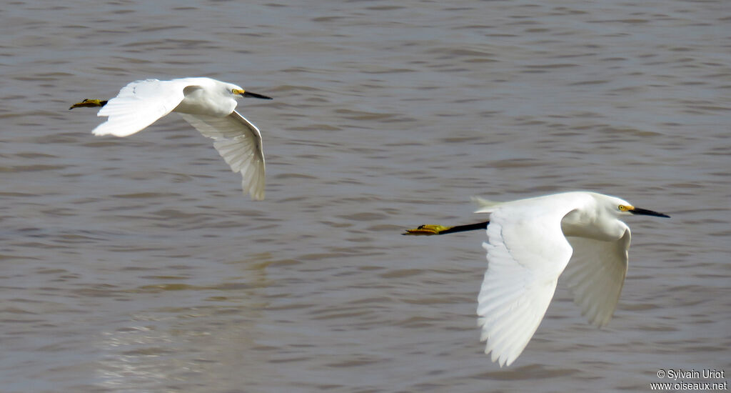 Aigrette neigeuseadulte