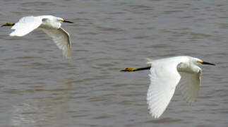 Snowy Egret