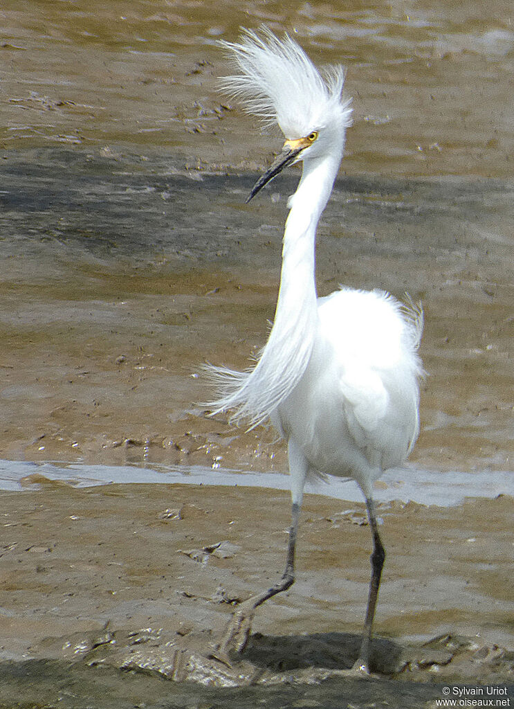 Snowy Egretadult breeding