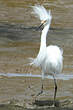 Aigrette neigeuse