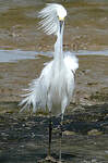 Aigrette neigeuse