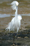 Snowy Egret