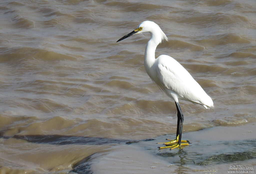 Aigrette neigeuseadulte