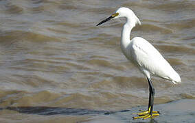 Snowy Egret