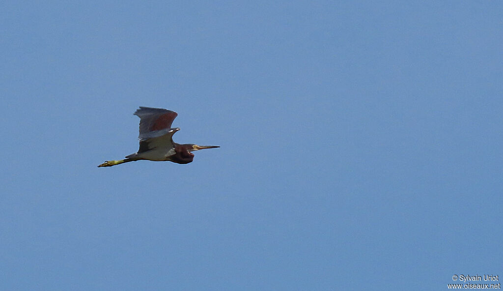 Aigrette tricoloreimmature