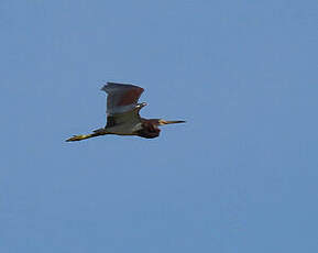 Aigrette tricolore