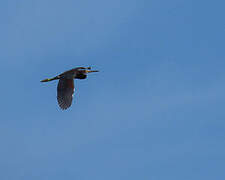 Tricolored Heron