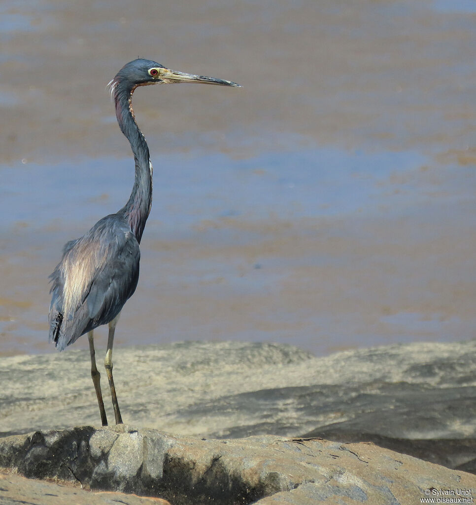 Tricolored Heronadult