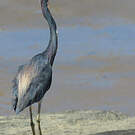 Aigrette tricolore