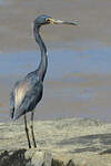 Aigrette tricolore