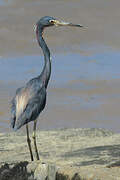 Tricolored Heron