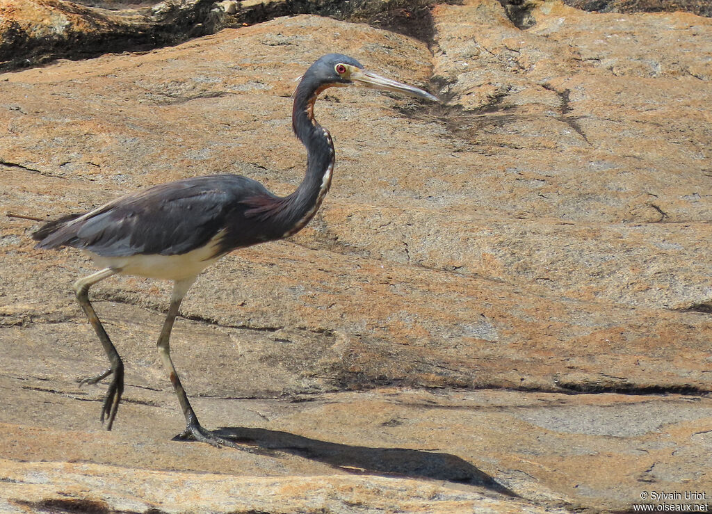 Tricolored Heronadult