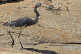 Tricolored Heron