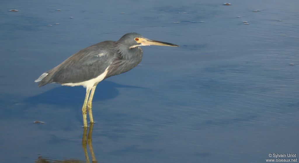 Aigrette tricoloreadulte