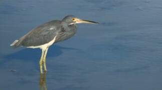 Tricolored Heron