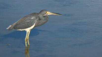 Aigrette tricolore