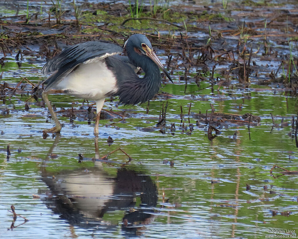 Aigrette tricoloreadulte