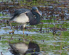 Aigrette tricolore