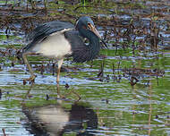 Aigrette tricolore