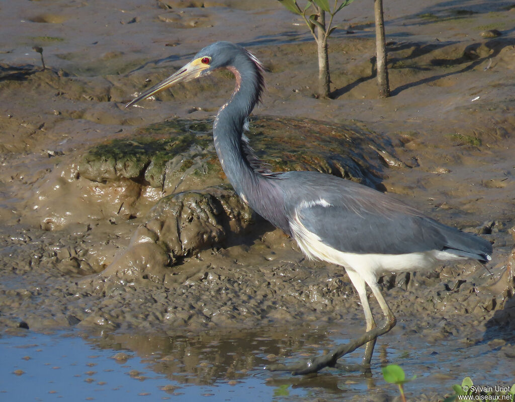 Aigrette tricoloreadulte