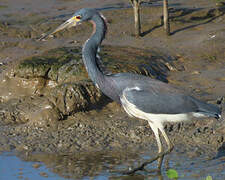 Tricolored Heron