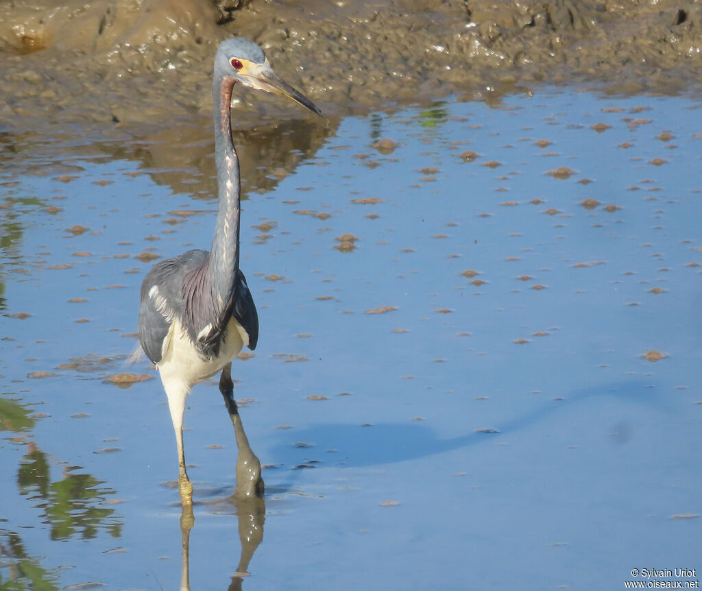 Aigrette tricoloreadulte