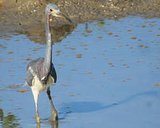 Tricolored Heron