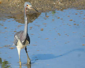 Aigrette tricolore