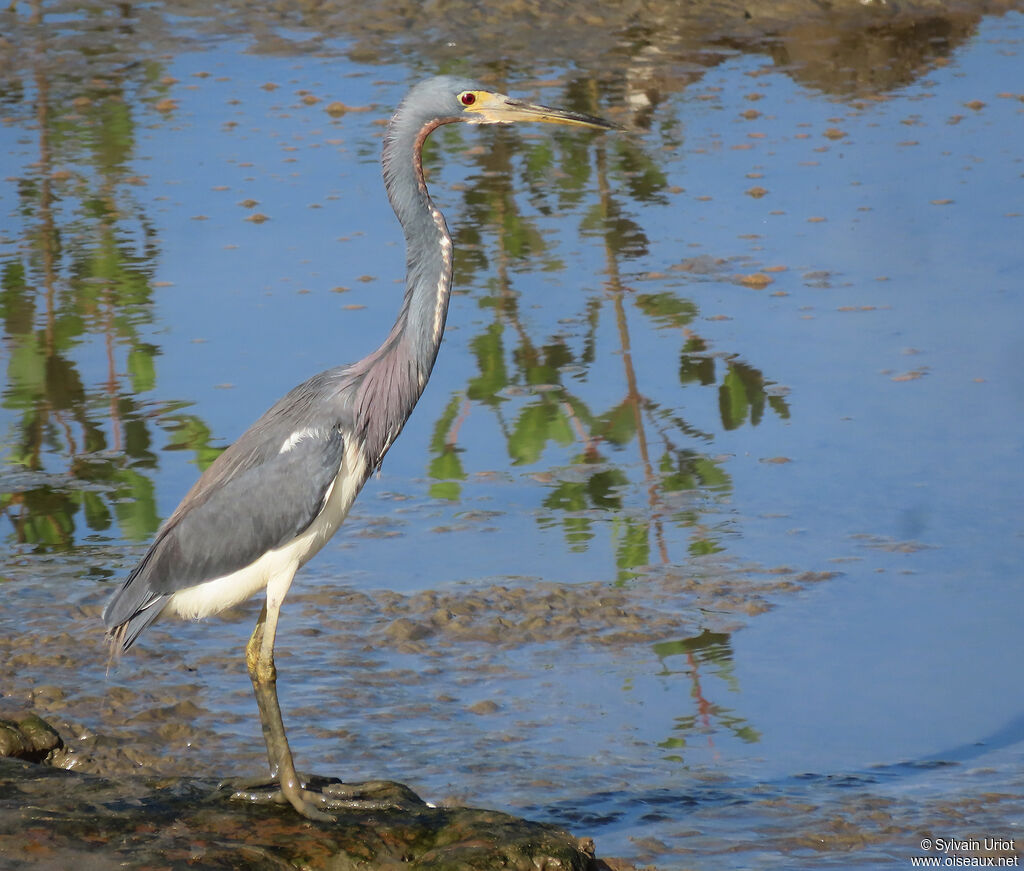 Aigrette tricoloreadulte