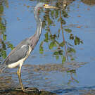 Aigrette tricolore