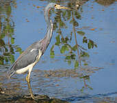 Aigrette tricolore