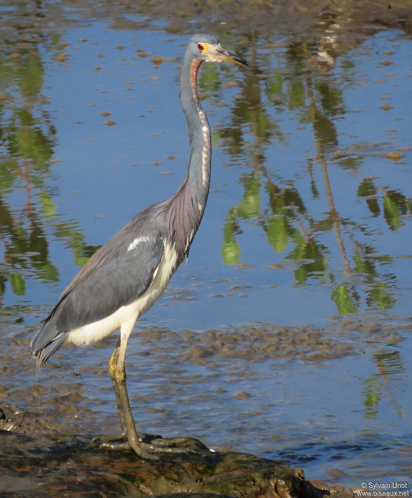 Aigrette tricoloreadulte