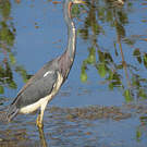 Aigrette tricolore