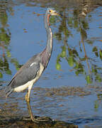 Tricolored Heron