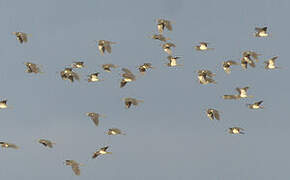 Aigrette tricolore