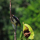 Aigrette tricolore
