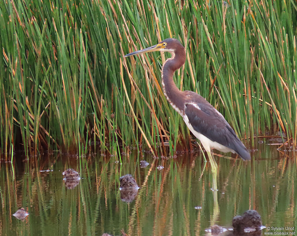 Aigrette tricoloreimmature
