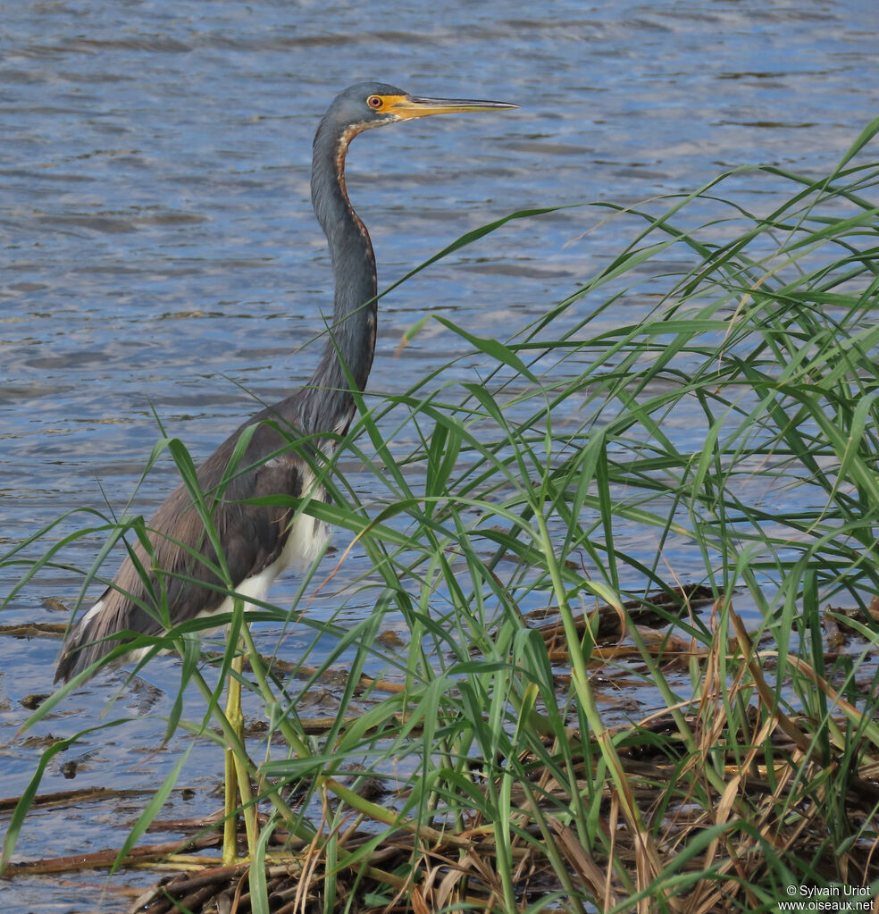 Aigrette tricolore