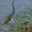 Aigrette tricolore