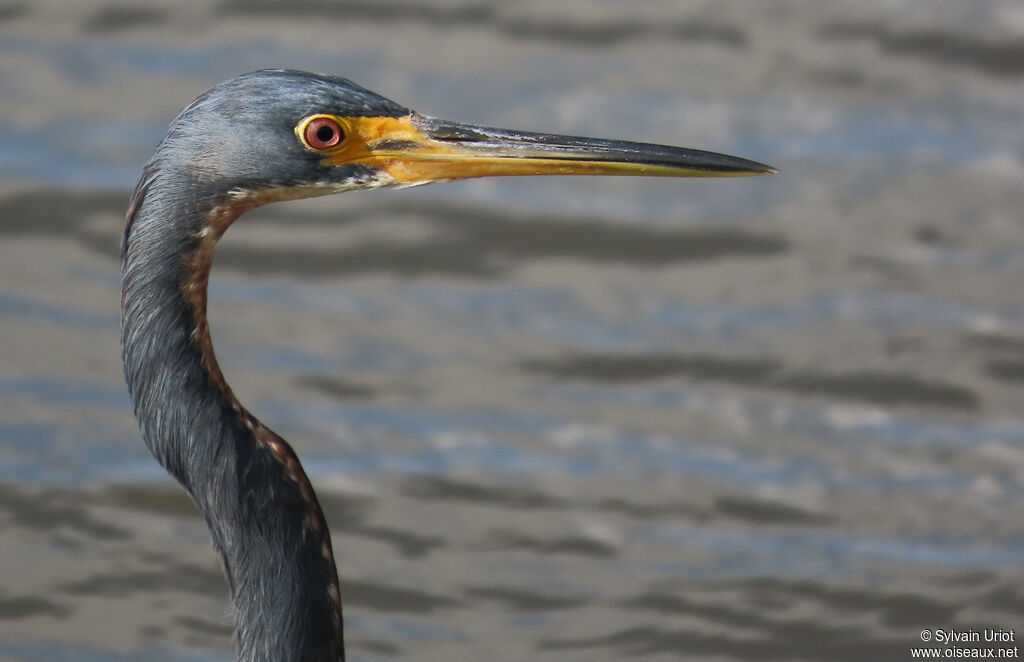 Aigrette tricolore