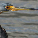 Aigrette tricolore