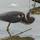 Aigrette tricolore