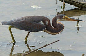 Tricolored Heron