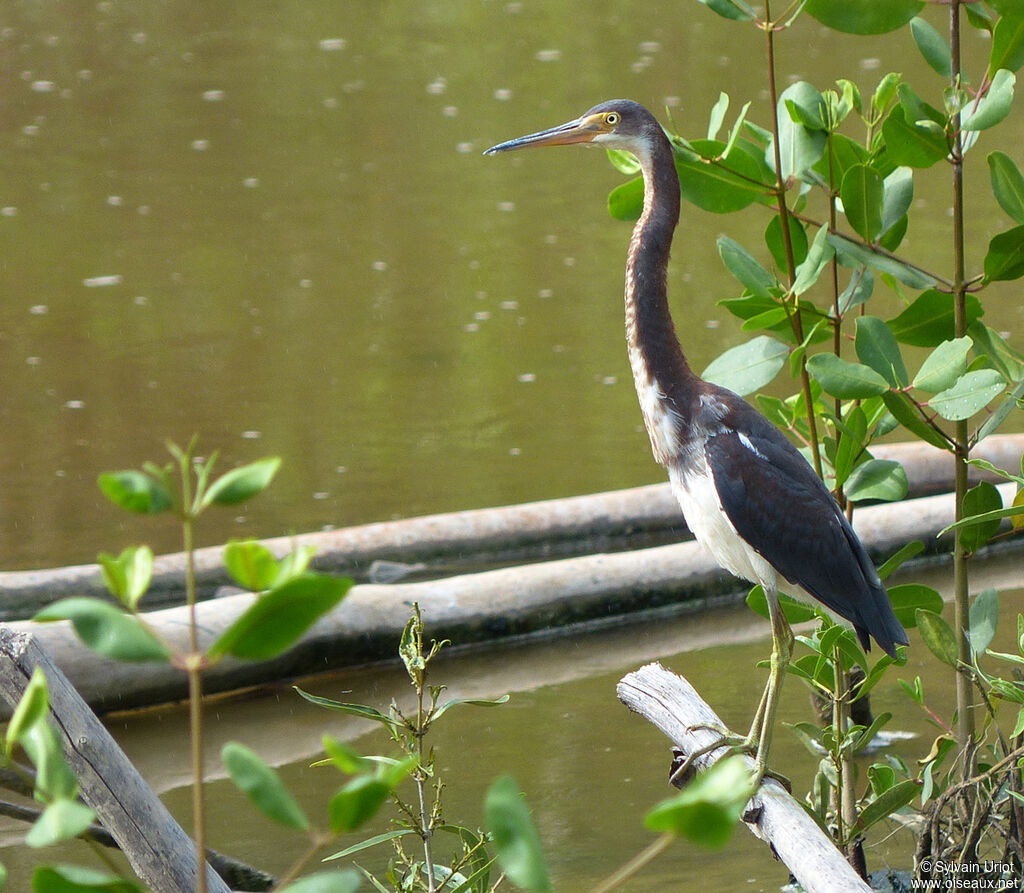 Aigrette tricoloreimmature