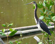 Aigrette tricolore