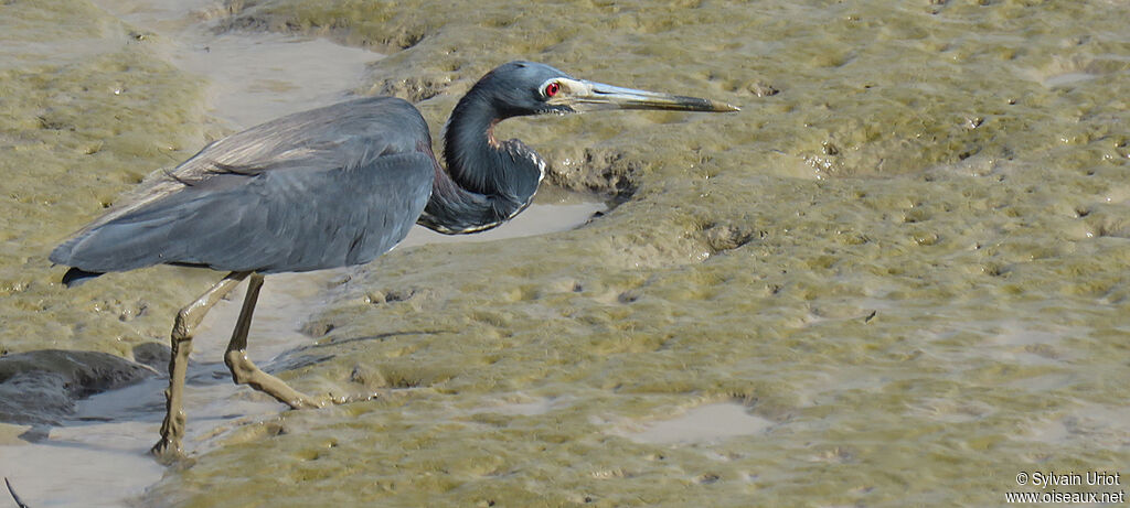 Tricolored Heronadult breeding