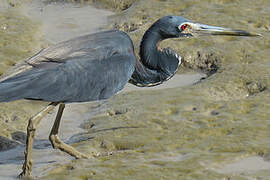 Tricolored Heron