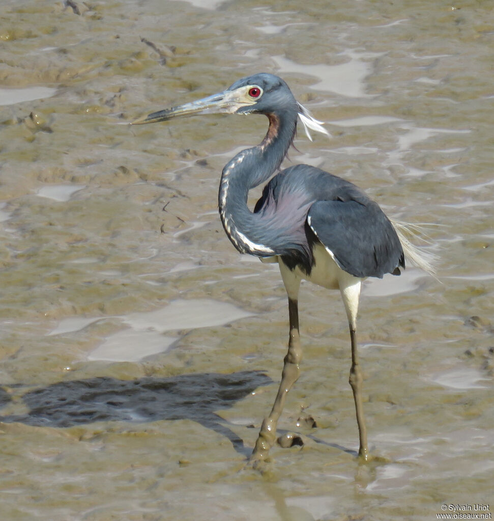 Tricolored Heronadult breeding