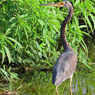 Aigrette tricolore