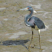 Aigrette tricolore